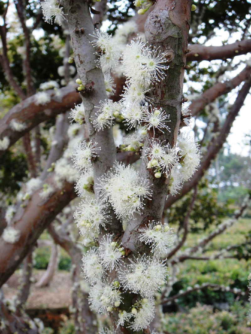 8个与众不同的森林,像来自外星球--置顶表情